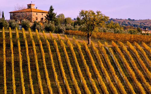 玛尔玛法定产区（Maremma Toscana DOC ）
