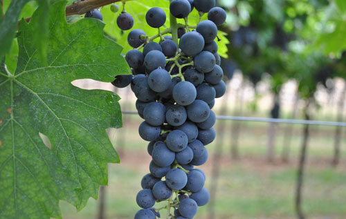 罗蒂内拉（Rondinella）葡萄品种