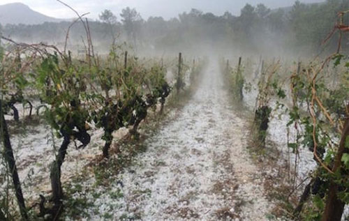 朗格多克葡萄酒产区遭遇特大冰雹袭击
