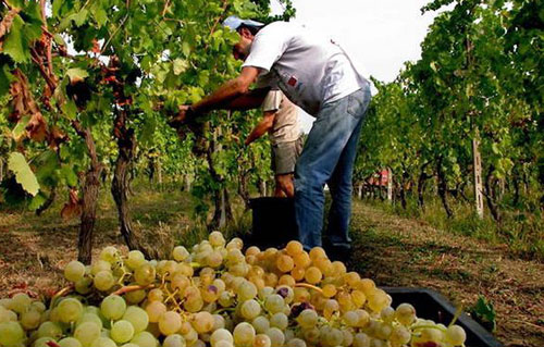 今年意大利葡萄产量预计增加百分之五