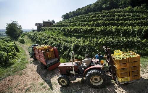弗朗齐亚柯达产区的葡萄品质依然优秀