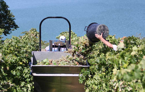 2016年意大利各大产区葡萄酒产量预测