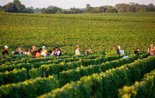 波尔多产区已开始采收2016年份葡萄