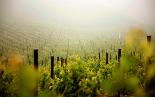 全球酿酒葡萄品种分布和发展趋势分析