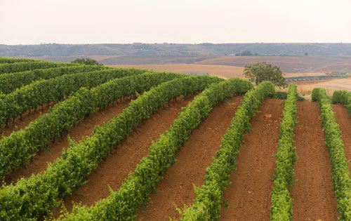 巴斯利卡塔产区（Basilicata）