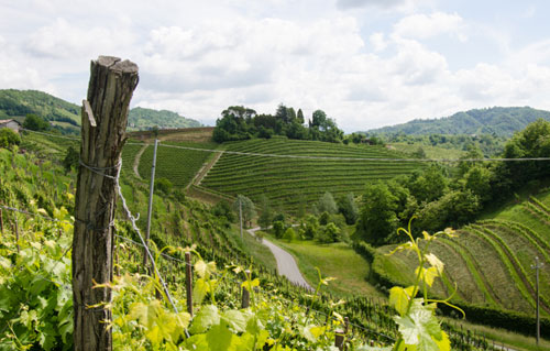 2016年意大利白葡萄产区品质表现上乘