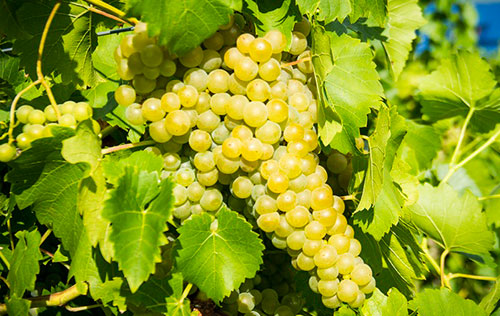 白谢瓦尔（Seyval Blanc）葡萄