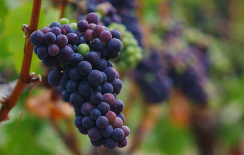 皮诺（Pinot）葡萄