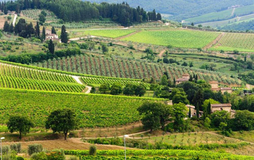 经典基安蒂产区（Chianti Classico）