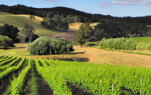 阿德莱德山区（Adelaide Hills）产区