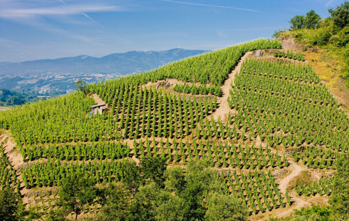 2015年南罗讷河谷产区葡萄质量优良