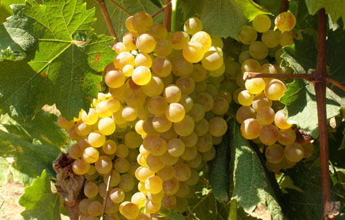 维蒙蒂诺（Vermentino）葡萄