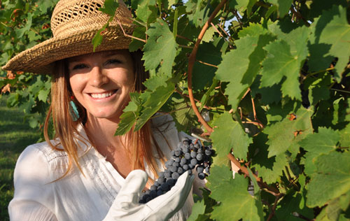2016年意大利葡萄酒产量预计增长2%