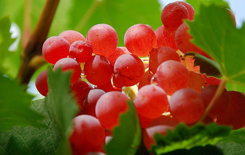 中国常见的鲜食葡萄品种