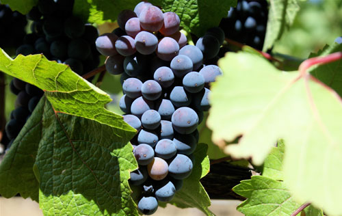 世界七大酿酒葡萄品种