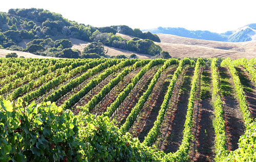 马林县（Marin County）葡萄酒产区