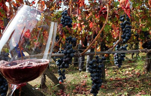 2016年意大利葡萄酒在国内外市场双增长