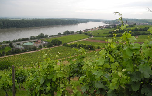 莱茵黑森（Rheinhessen）葡萄酒产区