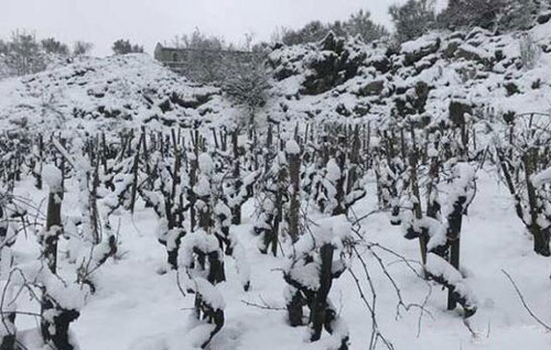 意大利西西里岛产区葡萄园喜迎瑞雪