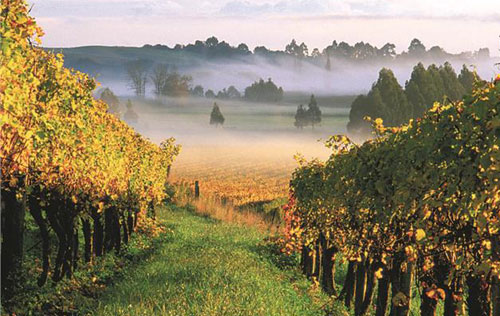 2017年新西兰葡萄酒产量或将减少3%