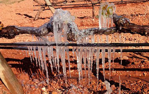 西班牙北部产区葡萄园遭遇严重霜冻