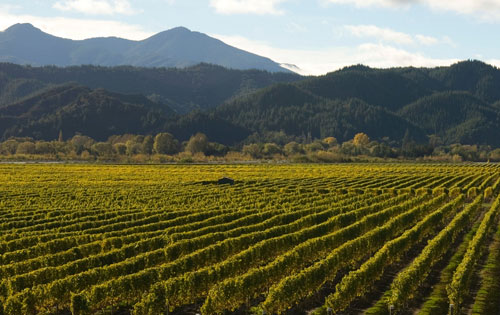 新西兰葡萄产量下降影响葡萄酒出口增长