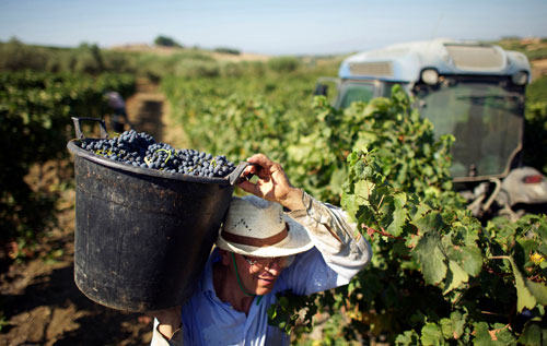 中国市场让意大利葡萄酒产业看到新希望