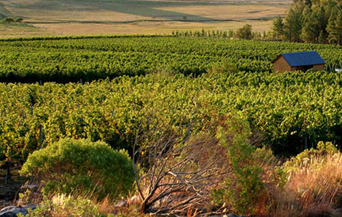 2017年1-5月乌拉圭葡萄酒出口量增长迅猛