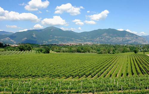 2017年意大利弗朗齐亚柯达产区提前葡萄采收