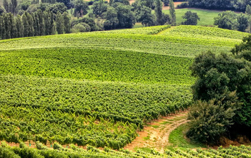 2017年法国葡萄酒产量预计再创历史新低