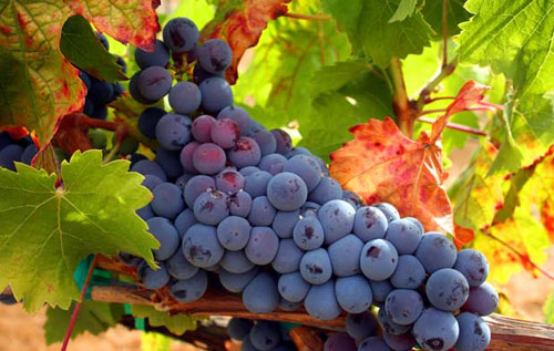 丹魄成为西班牙种植面积最大的酿酒葡萄品种