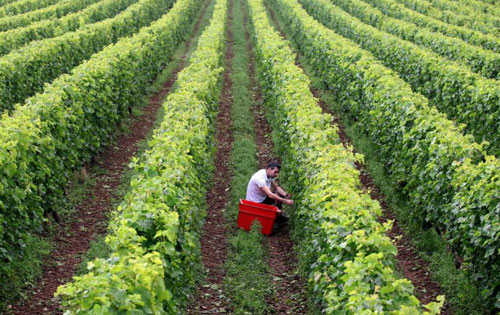 2017年罗纳河谷产区提前葡萄采收工作