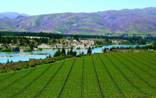 新西兰葡萄酒出口额连续22年实现增长