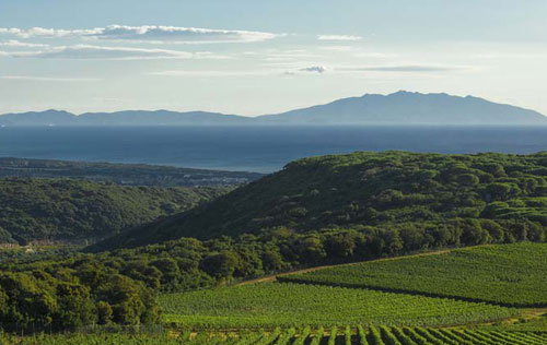 保格利产区（Bolgheri）