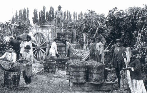 阿根廷葡萄酒历史
