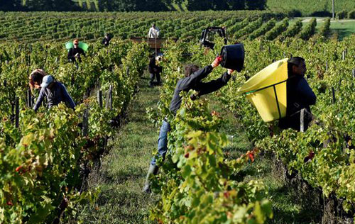 2017年波尔多葡萄酒产量较去年下降40%