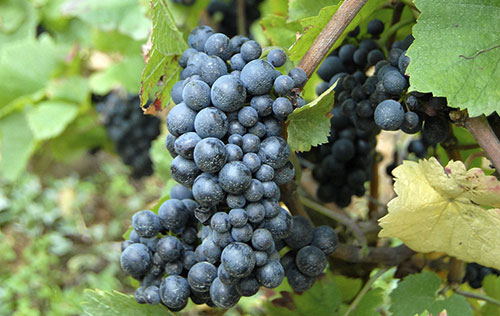 勃艮第产区主要葡萄品种