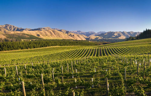 新西兰马尔堡产区将扩大葡萄种植规模