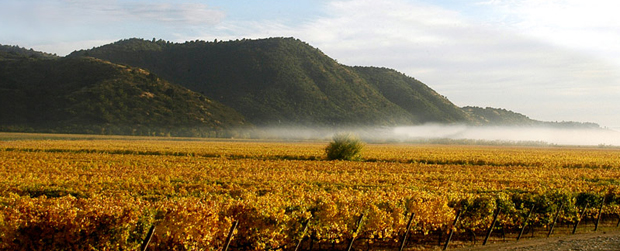 库里科山谷（Curico Valley）