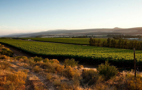 2018年南非葡萄酒产量较上一年减产15%