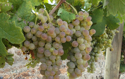 瑚珊（Roussanne）