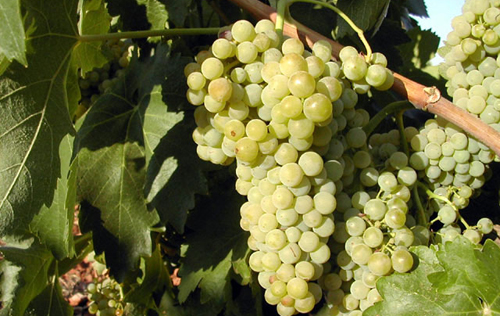 马家婆（Macabeo）白葡萄品种