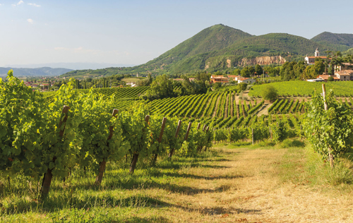 意大利威尼托发布2017年葡萄酒产区数据