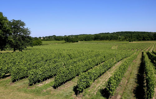 法国出新规允许酒庄增加葡萄酒库存量