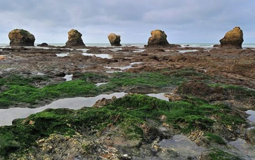 法国正在试验用海藻来防治葡萄霉菌感染