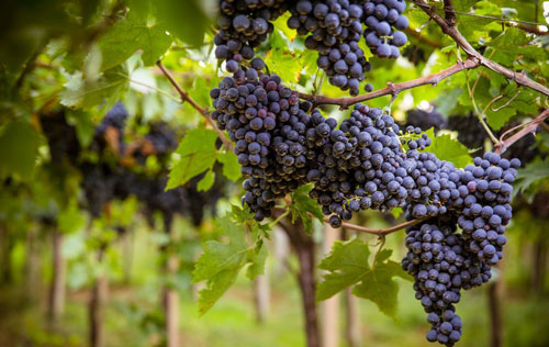 蒙特布查诺（Montepulciano）葡萄品种