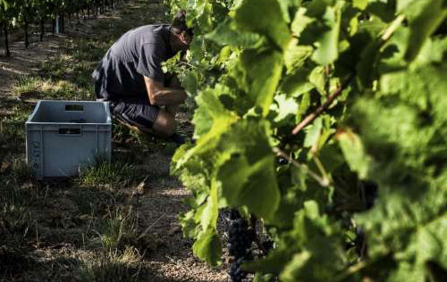 2018年法国葡萄产量预计增长27%