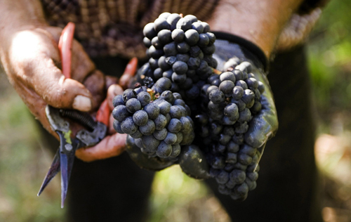 酿酒红葡萄品种采摘