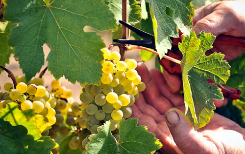 酿酒白葡萄品种采摘