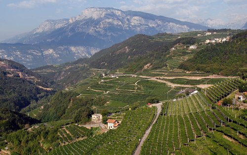 合作社企业已成为意大利葡萄酒领域的中流砥柱